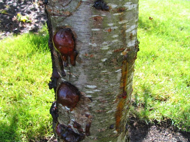 Flowering Cherry with bacterial problem