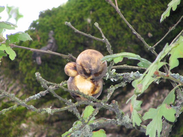 Wasp oak galls on Oregon oak