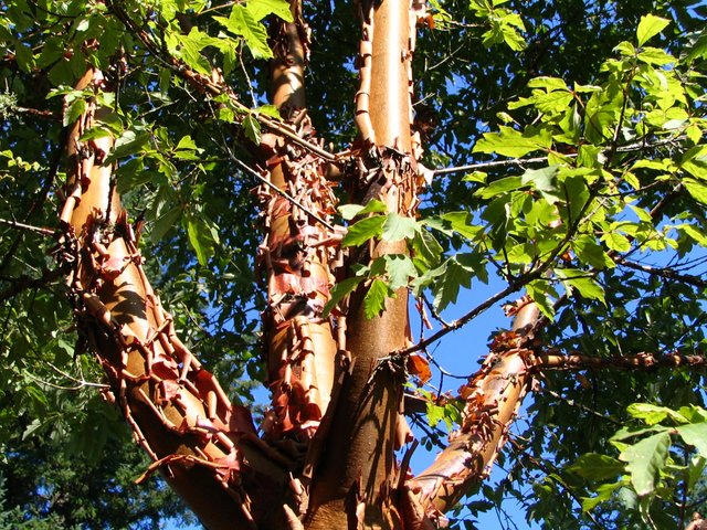 Flaky bark on Paperbark maple, Acer griseum