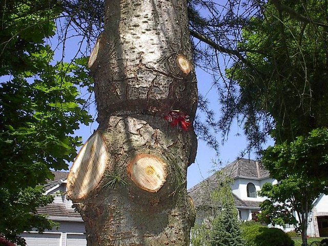 girdled trunk on Deodar Cedar