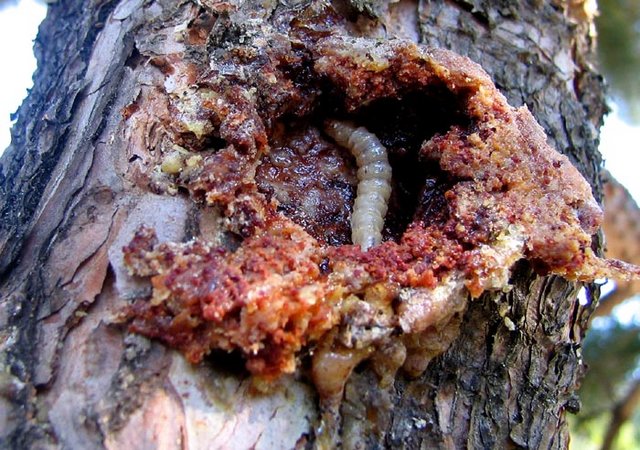 Pine pitch moth larvae