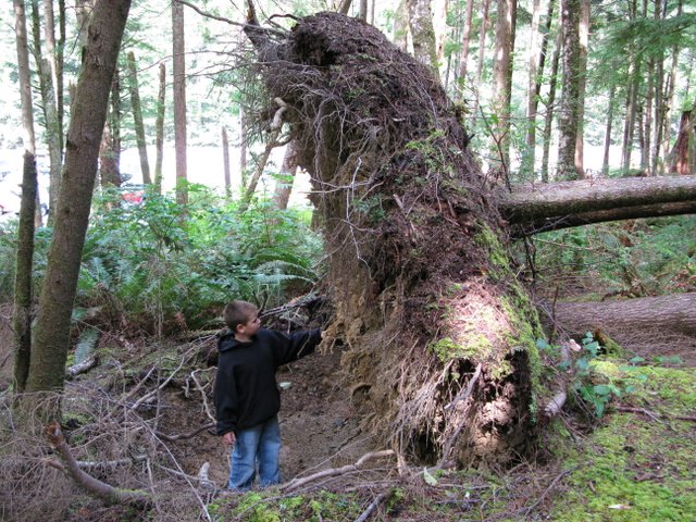 Hemlock blow over by storm with exposed roots
