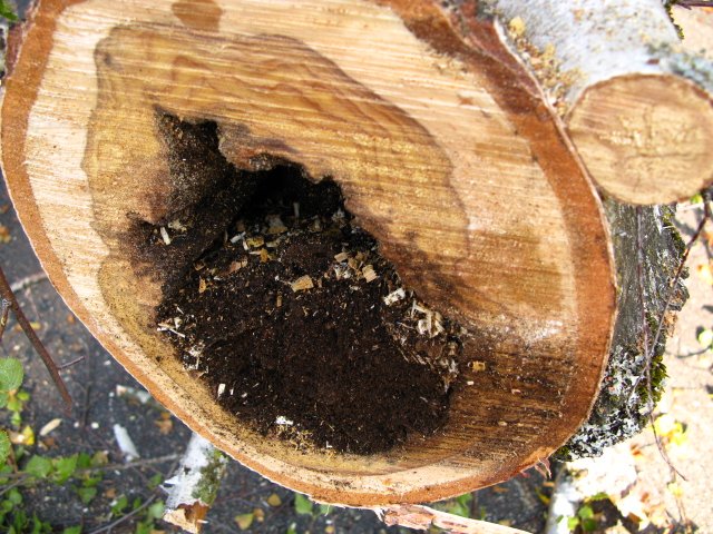 Rotted wood in Birch trunk