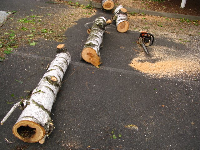 Chainsaw and trunk sections