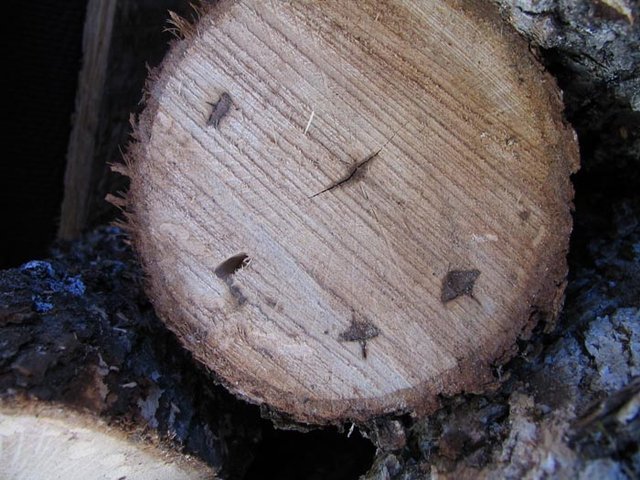 Discoloration of Oregon oak trunk wood