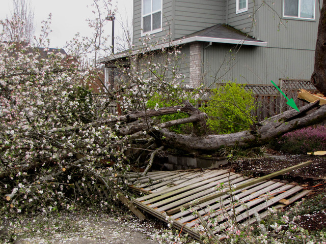 Storm blew over huge apple tree. Broken fence.