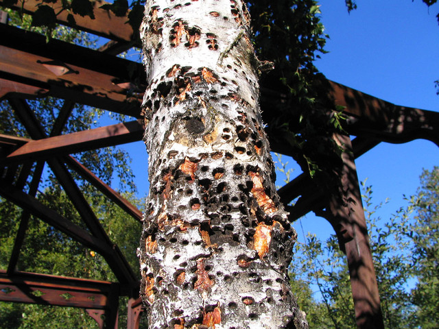 Sapsucker holes on Birch trunk