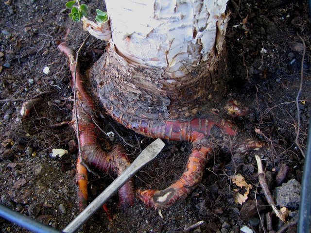 Betula trunk girdled by own roots
