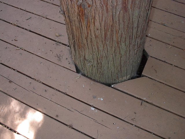 Western redcedar growing into wood deck