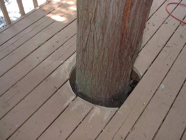Removal of wood to allow trunk and bark expansion