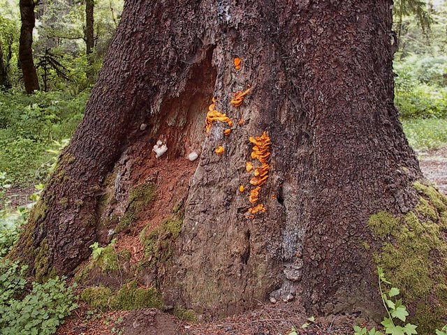 Wood decay fungi on Sitka Spruce trunk