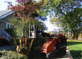 Portland arborist doing view clearing