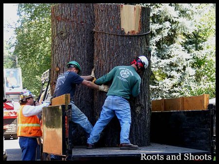 Removal of large tree trunk wood