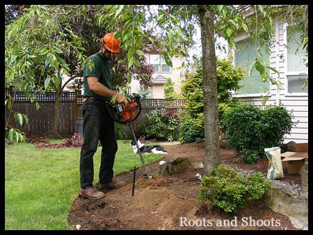 Tree root feeding or aeration.