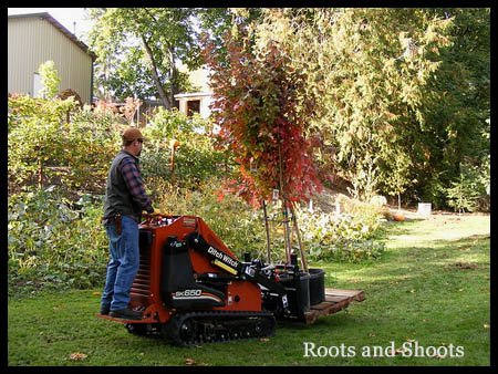 Planting ornamental landscape trees