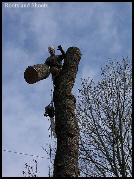 Portland tree removal of Deodar Cedar
