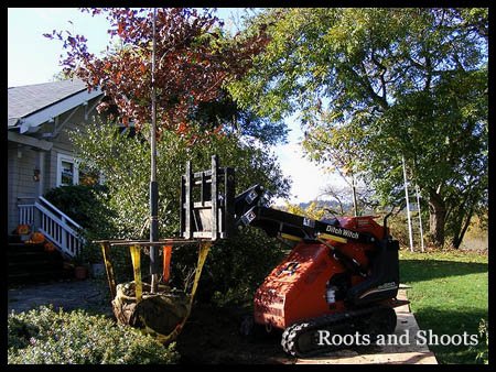 Moving tree and transplanting