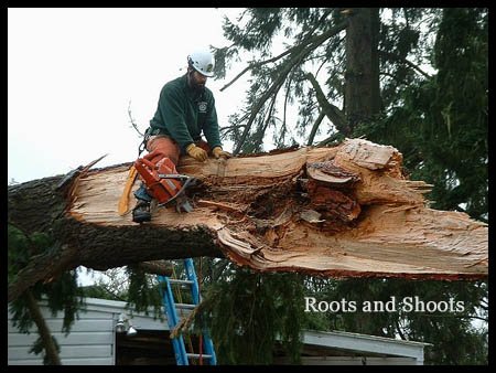 Arborist in Oregon removing storm damaged tree off house