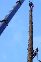 Portland arborist doing a big tree removal