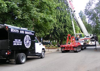 Portland arborist and crane doing a tree removal
