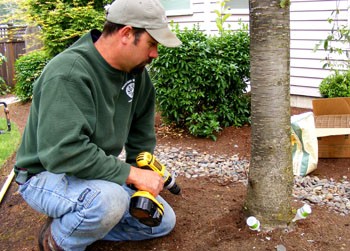 Portland tree service expert doing tree injection for heath care