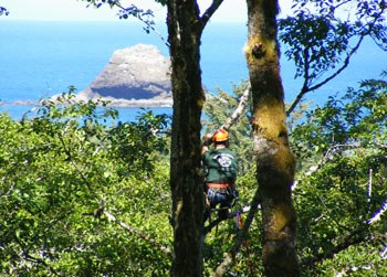 Portland Tree Service doing view clearing