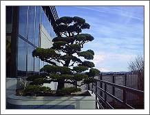 Pruning a tree