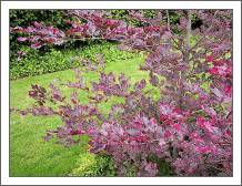 beech for deer-proof garden