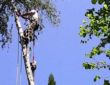 tree care white birch tree