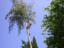 Portland tree service
