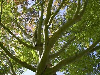 Portland tree service