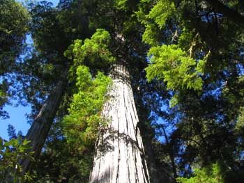Portland tree service