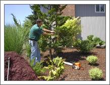 Tree pruning expert