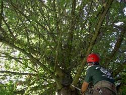 Portland tree service Roots and Shoots