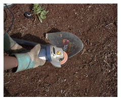 transplanting trees