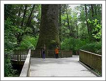 Largest Sitka Spruce in the USA. Near mile marker 2 on Hy. 26 about 10 minutes from downtown Seaside or Cannon Beach.