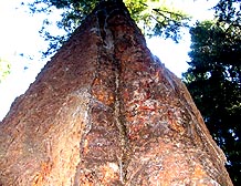 douglas fir pseudotsuga