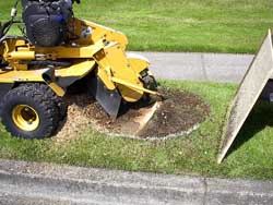 Portland tree removal stump grinder