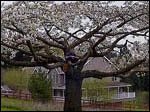 Example of cherry tree pruning in Wilsonville