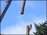 Portland arborist in action, with crane