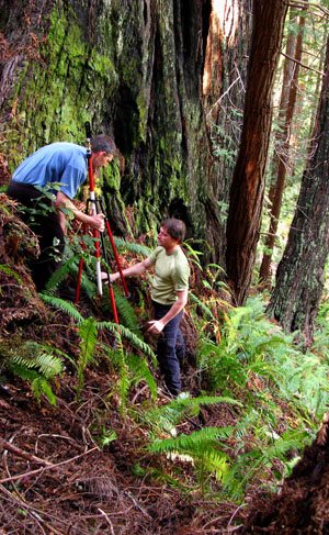 Steve Sillett and Chris Atkins with a tripod in Redwood National Park