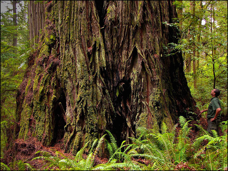 Redwood Caveman in Jedediah Smith park