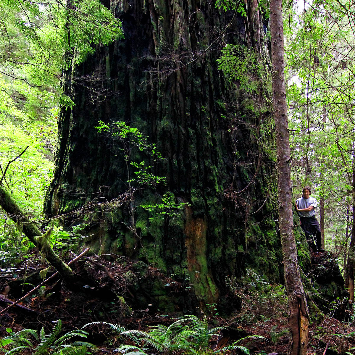 Redwood Gold Rush in Redwood National and State Parks