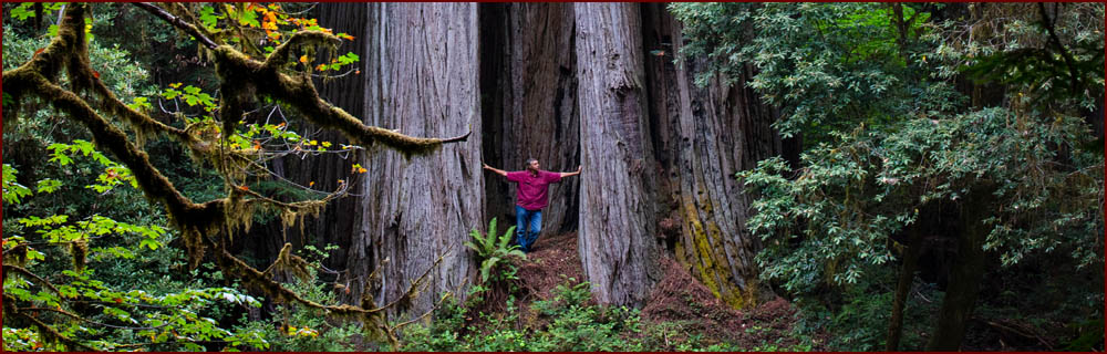 Redwood National Park Souvenir Patch Redwoods California Park 