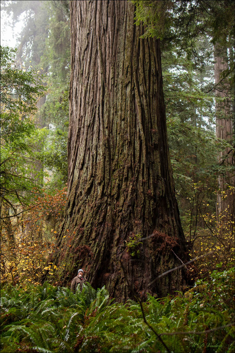 Del Norte Titan Coast Redwood sunny day in Grove of Titans