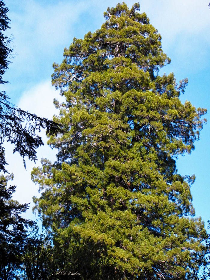 Del Norte Titan Coast Redwood canopy seen from Mill Creek trail