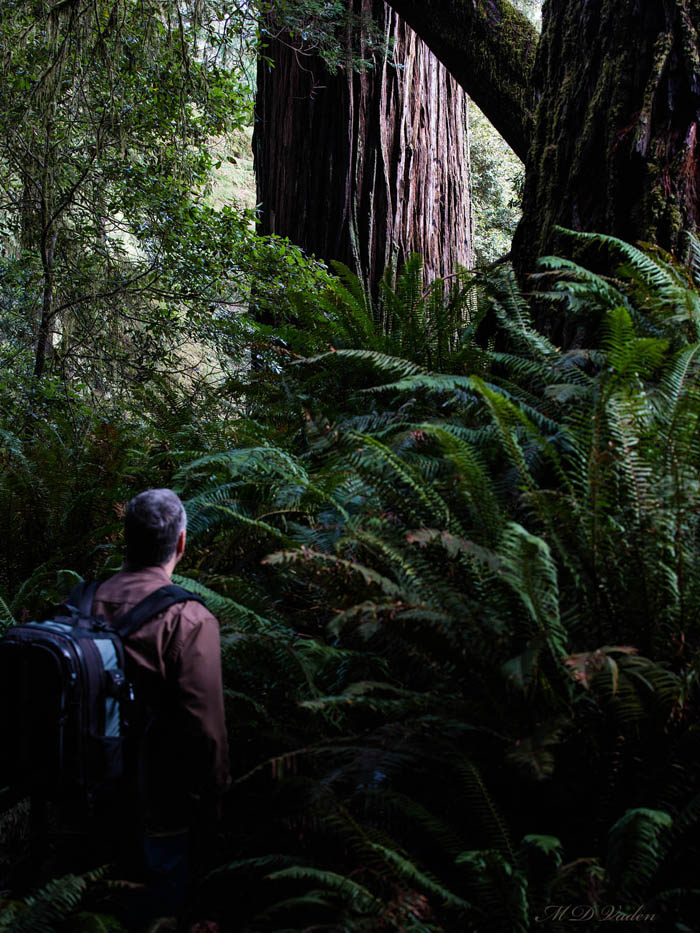 Approaching  Del Norte Titan Coast Redwood in the Grove of Titans