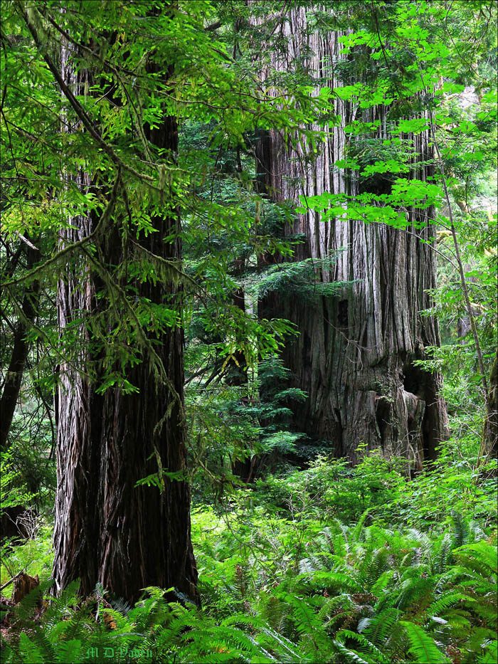 Drury Redwood in Prairie Creek Park