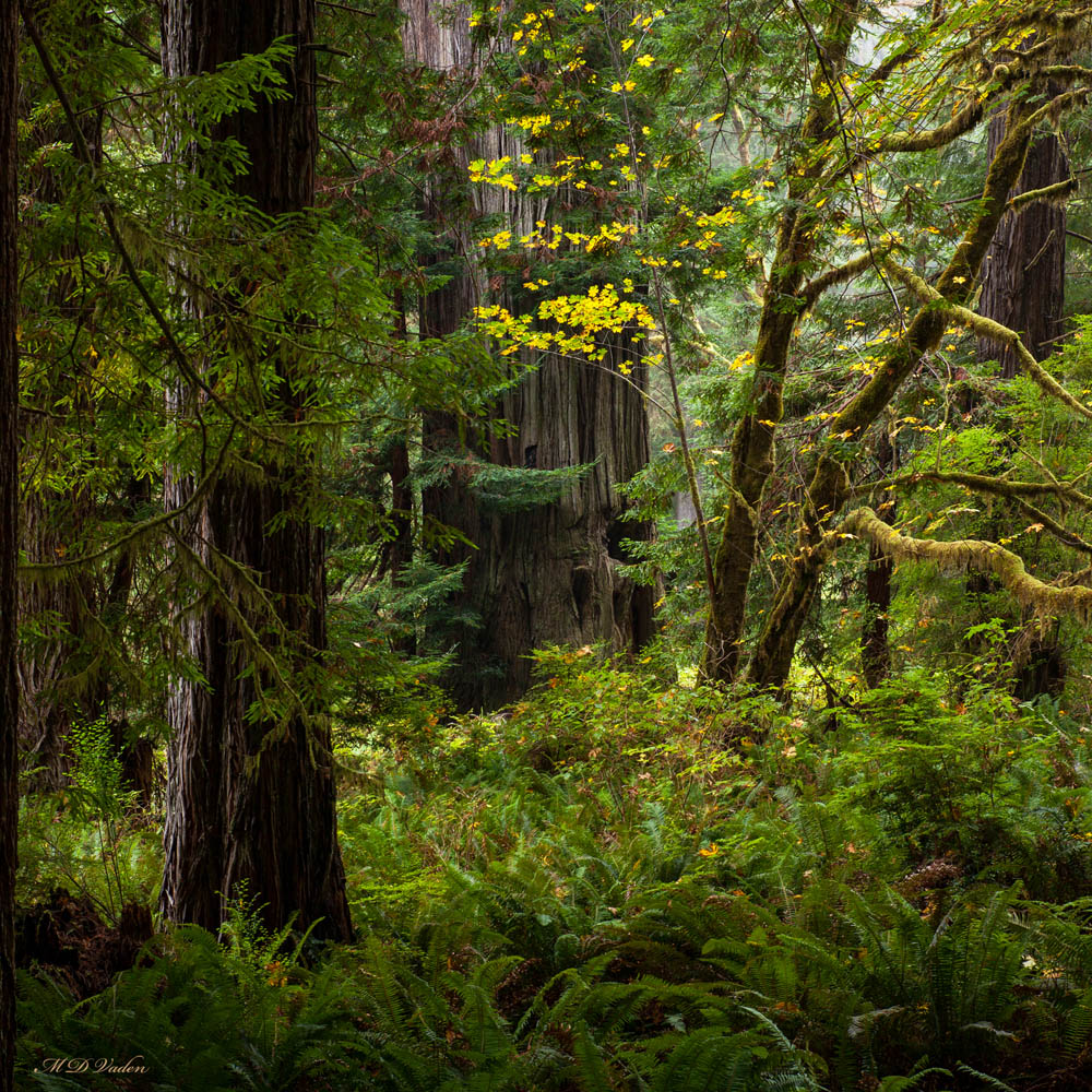 Drury Redwood in Prairie Creek park during autumn