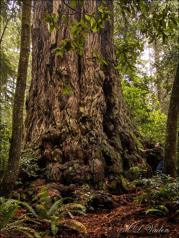 Episkopos in Redwood National Park